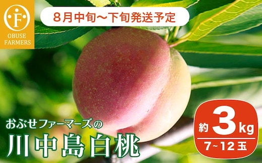 川中島白桃 約3kg 7～12玉 ［おぶせファーマーズ］ 2026年8月中旬～下旬発送