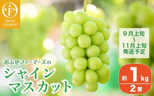 シャインマスカット 約1kg 2房 ［おぶせファーマーズ］ 2026年9月上旬～11月上旬発送