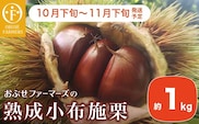 熟成小布施栗 約1kg ［おぶせファーマーズ］ 2025年10月下旬～11月下旬発送