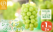 シャインマスカット 約1kg  2房 ［おぶせファーマーズ］  2026年9月上旬～11月上旬発送