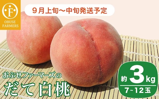 だて白桃 約3kg 7～12玉 ［おぶせファーマーズ］ 2026年9月上旬～中旬発送