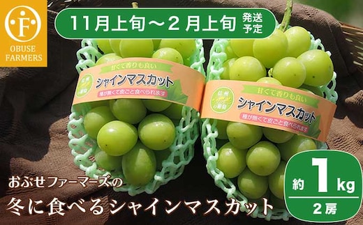 冬に食べるシャインマスカット 約1kg 2房 ［ おぶせファーマーズ ］ 【2025年11月上旬～2026年2月上旬発送】