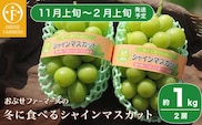 冬に食べるシャインマスカット 約1kg 2房 ［ おぶせファーマーズ ］ 【2025年11月上旬～2026年2月上旬発送】