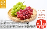 クイーンルージュ®＆シャインマスカット詰合せ 各1房 約1kg ［おぶせファーマーズ］  2025年9月下旬～10月下旬発送
