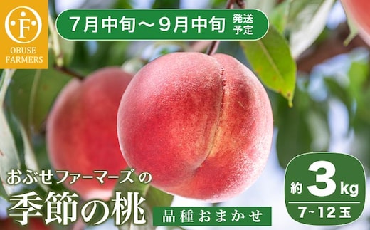 季節の桃 約3kg 7～12玉 ［ おぶせファーマーズ ］ 2026年7月中旬～9月中旬発送