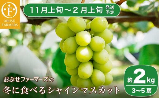 冬に食べるシャインマスカット 約2kg 3～5房 ［ おぶせファーマーズ ］ 【2025年11月上旬～2026年2月上旬発送】