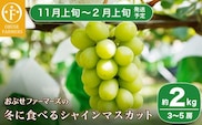 冬に食べるシャインマスカット 約2kg 3～5房 ［ おぶせファーマーズ ］ 【2025年11月上旬～2026年2月上旬発送】