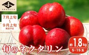 旬のネクタリン 約1.8kg 5～15玉 ［小布施屋］ 2026年7月上旬～9月上旬発送