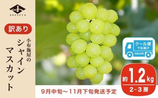 ［訳あり］ シャインマスカット 1.2kg 2～3房［小布施屋］ 傷 規格外 不揃い 訳アリ 家庭用 ぶどう シャインマスカット フルーツ 長野県産 信州産 特産 産地直送 産直 数量限定 先行予約 令和7年度産 【2025年9月中旬～11月下旬発送】 ［A-228］