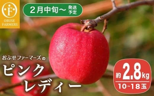 ピンクレディー 約2.8kg 10～18玉［ おぶせファーマーズ ］ 2026年2月中旬～順次発送