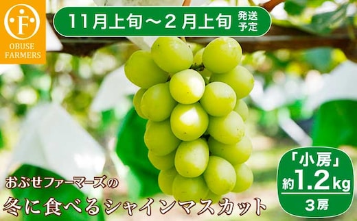 水不足の農家応援！冬に食べるシャインマスカット小房 約1.2kg 3房［ おぶせファーマーズ ］ぶどう フルーツ 果物 【2025年11月上旬～2026年2月上旬発送】