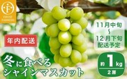 【年内配送】冬に食べるシャインマスカット 約1kg 2房 ［ おぶせファーマーズ ］ 年内発送 ぶどう フルーツ 果物 くだもの 長野県 産地直送 送料無料 令和7年産 【2025年11月中旬～12月下旬配送】 12月15日決済確定分まで年内配送