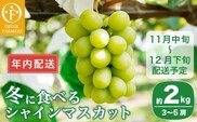【年内配送】冬に食べるシャインマスカット 約2kg 3～5房 ［ おぶせファーマーズ ］ 年内発送 ぶどう フルーツ 果物 くだもの 長野県 産地直送 送料無料 令和7年産 【2025年11月中旬～12月下旬配送】 12月15日決済確定分まで年内配送
