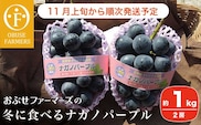 冬に食べるナガノパープル 約1kg 2房 ［おぶせファーマーズ］ 【2025年11月上旬～順次出荷】