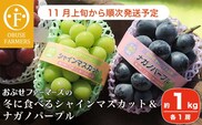 冬に食べるシャインマスカット＆ナガノパープル1房ずつ 約1kg［おぶせファーマーズ］ 【2025年11月上旬～順次出荷】