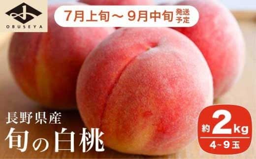旬の白桃 約2kg 4～9玉 ［小布施屋］ 2026年7月上旬～9月中旬発送