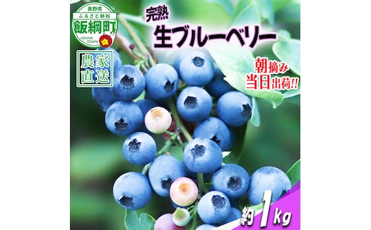 【 冷蔵便 】 朝摘み 完熟 ブルーベリー 1kg 井澤農園 配送先は本州限定 令和8年度収穫分 2026年7月上旬頃から2026年9月上旬頃まで順次発送予定 信州 果物 フルーツ ベリー 長野 予約 農家直送 長野県 飯綱町 [0811]