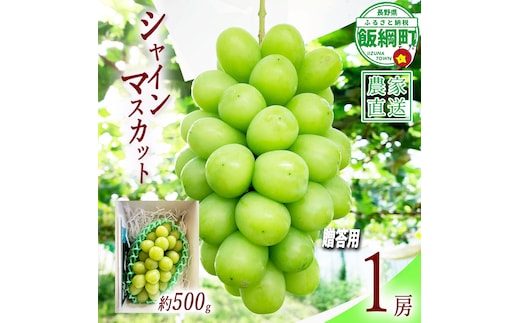 ぶどう シャインマスカット 贈答用 1房 ( 約 500g ) ファームトヤ 配送先は本州限定 2026年9月中旬頃から2026年10月上旬頃まで順次発送予定 令和8年度収穫分 信州 果物 フルーツ ブドウ マスカット 葡萄 長野 予約 農家直送 長野県 飯綱町 [0878]