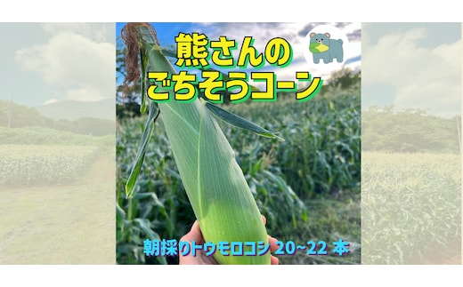 【 冷蔵 クール 】 朝採り トウモロコシ 熊さんのごちそうコーン 20本 ～ 22本 品種 ゴールドラッシュ 合同会社TAMAI WINE 配送先は本州限定 2026年7月下旬頃から2026年8月下旬頃までお申込み順に発送予定まで順次発送予定 令和8年度収穫分 信州 野菜 とうもろこし コーン 長野 予約 農家直送 長野県 飯綱町 [1787]