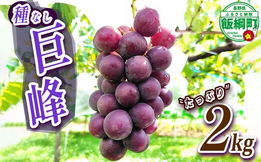 ぶどう 種なし巨峰 約2kg ( 3 ～ 5 房 ) 有限会社ブラベリーファーム 配送先は本州限定 2026年9月下旬頃から2026年11月上旬頃まで順次発送予定 令和8年度収穫分 長野県 飯綱町 [2043]