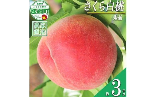 もも 完熟 さくら白桃 秀品 3kg サイズおまかせ 白桃 井澤農園 配送先は本州限定 2026年9月中旬頃から2026年10月上旬頃まで順次発送予定 令和8年度収穫分 エコファーマー認定 信州 果物 フルーツ 大玉 モモ 桃 長野 予約 農家直送 長野県 飯綱町 [1564]