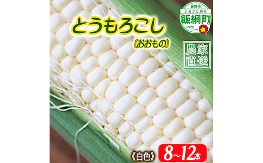 信州産 朝採り 【 白色 】 とうもろこし 8本 ～ 12本 ( 品種 おおもの ) 上倉荘 配送先は本州限定 2026年8月上旬頃から2026年9月中旬頃まで順次発送予定 信州 トウモロコシ コーン おおもの 野菜 白色 ホワイト 長野県 飯綱町 [2015]
