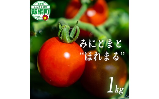 [ クール便 / 冷蔵便 ] ミニトマト ほれまる 1kg 2026年8月上旬頃から2026年9月上旬頃まで順次発送予定 令和8年度収穫分沖縄県配送不可 株式会社みみずや ほれまる 信州 野菜 甘い ミニトマト 産地直送 長野 予約 長野県 飯綱町 [2134]
