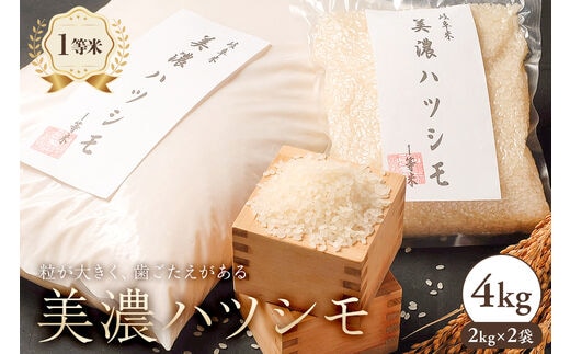 2025年産米 美濃ハツシモ 1等米4kg（2kg×2袋）【0021-006】