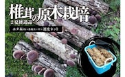 椎茸の原木栽培2夏経過品【0051-001】