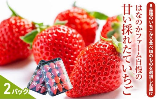 【予約販売】当園自慢の甘い採れたていちご2パック | 果物 フルーツ デザート 食後 おやつ 高糖度 香り高い 産地直送 ※離島への配送不可 ※2026年4月上旬～5月下旬頃に順次発送予定