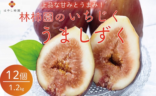 【先行予約】上品な甘みとうまみ！林柿園のいちじく うましずく12個 1.2kg | 無花果 イチジク 果物 くだもの フルーツ 生 甘い 朝ごはん 朝食 デザート お取り寄せ 国産 産直 岐阜県 瑞穂市 ※2026年8月～発送