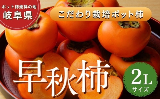 【先行予約】こだわり栽培ポット柿（早秋柿） 2Lサイズ12個入り | 柿 かき カキ 早秋柿 早生品種 甘い ジューシー フルーツ くだもの 果物 秋の味覚 おやつ スイーツ 産地直送 先行 予約 送料無料 岐阜県 瑞穂市 ※離島への配送不可 ※2026年10月中旬～11月上旬頃に順次発送予定