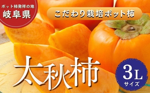 【先行予約】こだわり栽培ポット柿（太秋柿） 3Lサイズ9個入り | 柿 かき カキ 太秋柿 甘い シャキシャキ 大玉 フルーツ くだもの 果物 秋の味覚 おやつ スイーツ 産地直送 先行 予約 送料無料 岐阜県 瑞穂市 ※離島への配送不可 ※2026年10月中旬～11月上旬頃に順次発送予定