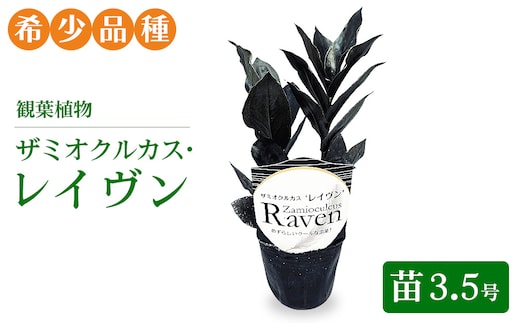 観葉植物 ザミオクルカス・レイヴン 苗3.5号【希少品種！】| 観葉植物 ザミオ インテリア おしゃれ インテリアグリーン 癒し リラックス プレゼント ギフト 誕生日 お祝い 希少 岐阜 瑞穂市 はなのかファーム