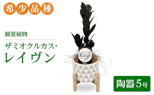 観葉植物 ザミオクルカス・レイヴン 陶器５号【希少品種！】| 観葉植物 ザミオ インテリア 鉢つき おしゃれ インテリアグリーン 癒し リラックス プレゼント ギフト 誕生日 お祝い 希少 岐阜 瑞穂市 はなのかファーム