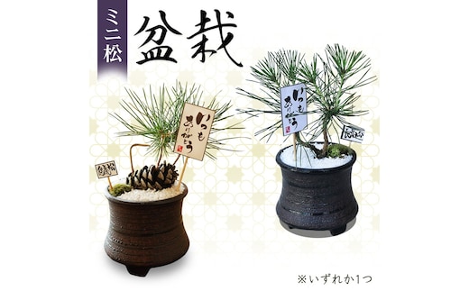 ミニ松 盆栽 | 盆栽 松 観葉植物 インテリア 癒し プレゼント ギフト 敬老の日 誕生日 お祝い 送料無料 岐阜 瑞穂市 はなのかファーム ※2026年6月～発送