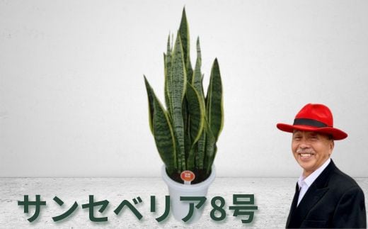 サンセベリア8号｜植物 観葉植物 グリーンインテリア 緑 ※離島への配送不可