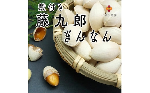 藤九郎 ぎんなん（大粒）1kg | ぎんなん 銀杏 大粒 もちもち おつまみ 酒の肴 秋 野菜 イチョウ 疲労回復 美容 炊き込みご飯 茶碗蒸し 人気 はやし柿園 産地直送 送料無料 岐阜 瑞穂市 ※2026年11月～発送