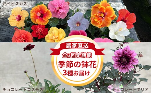 【全3回定期便】季節の鉢花3種 お届け ハイビスカス、チョコレートダリア、チョコレートコスモス【農家直送】| 植物 お花 花 鉢 鉢花 花鉢 フラワー ギフトプレゼント 贈り物 珍しい 育てやすい かわいい 可愛い キレイ おしゃれ オシャレ シック 季節のお花 定期便 送料無料 岐阜県 瑞穂市 ※2026年5月中旬～10月中旬頃に順次発送予定 ※北海道・沖縄・離島への配送不可