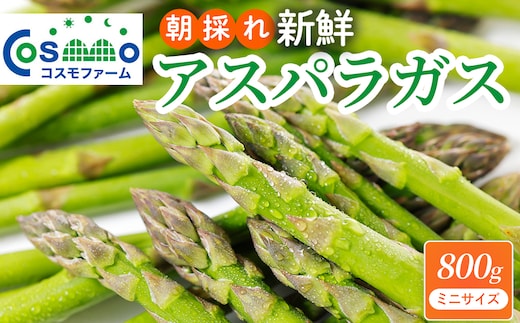朝採り新鮮アスパラガス 800g【ミニサイズ】 | 野菜 アスパラガス グリーンアスパラ 旬 とれたて 春野菜 春 朝採り 朝採れ とれたて 新鮮 みずみずしい サラダ 甘い お取り寄せ 産地直送 冷蔵 岐阜県 瑞穂市