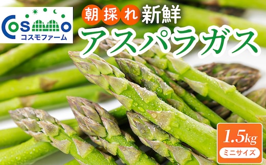 朝採り新鮮アスパラガス 1.5kg【ミニサイズ】 | 野菜 アスパラガス グリーンアスパラ 旬 とれたて 春野菜 春 朝採り 朝採れ とれたて 新鮮 みずみずしい サラダ 甘い お取り寄せ 産地直送 冷蔵 岐阜県 瑞穂市