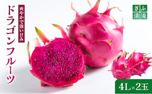 養本社のドラゴンフルーツ 4Lサイズ2個入｜果物 フルーツ 旬 採れたて お取り寄せ お取り寄せグルメ デザート スイーツ おやつ 贈答用 贈り物 ギフト プレゼント ※北海道・沖縄県・離島への配送不可 ※2026年6月中旬～7月下旬頃に順次発送予定