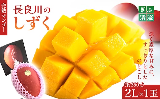 ぎふ清流完熟マンゴー1個入り※クレジット決済のみ ｜果物 フルーツ 旬 採れたて お取り寄せ お取り寄せグルメ デザート スイーツ おやつ 贈答用 贈り物 ギフト プレゼント ※北海道・沖縄県・離島への配送不可 ※2026年6月中旬～7月下旬頃に順次発送予定