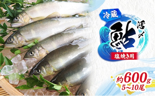 【先行予約】塩焼き用 活〆鮎 約600g （5尾～10尾）| 鮎 あゆ アユ 魚介 魚 川魚 塩焼き 鮎めし 雑炊 おかず 簡単 お手軽 岐阜県 瑞穂市 ※北海道・沖縄・離島への配送不可 ※2026年7月上旬～9月中旬頃に順次発送予定