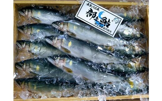 郡上鮎（冷凍小サイズ20尾）