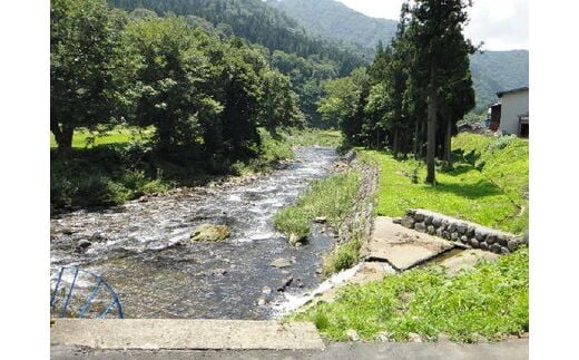 岐阜県郡上市 石徹白漁協 鮎・雑魚共通年間遊漁証（2026シーズン）アユ釣り 渓流釣り 引換券 年券 チケット 釣り 体験 体験型 20000円