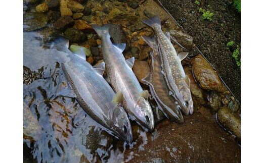 岐阜県郡上市 雑魚年間遊漁証（2026シーズン）郡上漁協 発行 渓流釣り 引換券 年券 チケット 釣り 体験 体験型 22000円