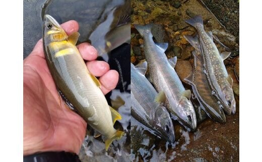 岐阜県郡上市 郡上漁協発行 鮎・雑魚 共通年間遊漁証（2026シーズン）郡上漁協 アユ釣り 渓流釣り 引換券 年券 チケット 釣り 体験 体験型 67000円