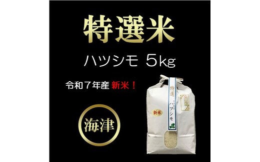 【期間限定】新米！特選米ハツシモ（5kg） お米 