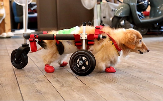 ダックスフンド用三輪車椅子（体重15キロ以下） 【!寄附前に事業者へ相談必要!】 雑貨 日用品 